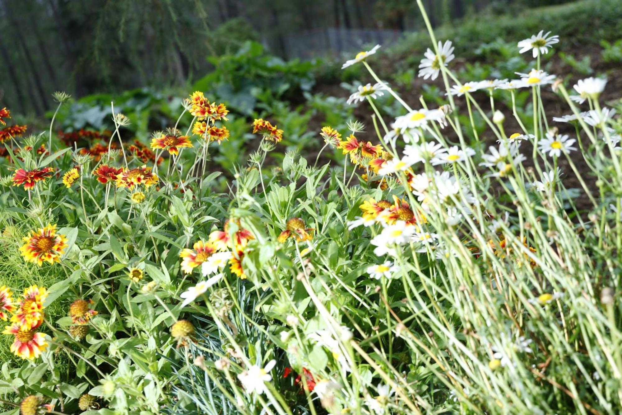 The Roots Homestay Almora Eksteriør bilde